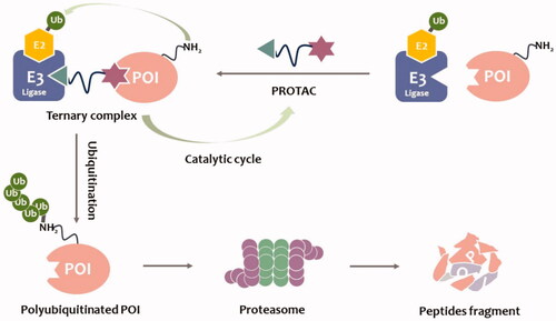 Figure 1. PROTACs-mediated degradation of target proteins through the UPS.