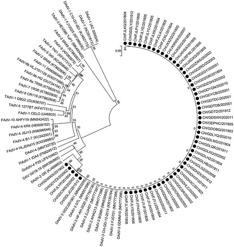 Figure 3. Phylogenetic tree of hexon amino acid sequences of 54 strains from this study, together with other reported strains constructed by the neighbour-joining method using MEGA 7.0 software. Black circles indicate the 54 outbreaks in this study.