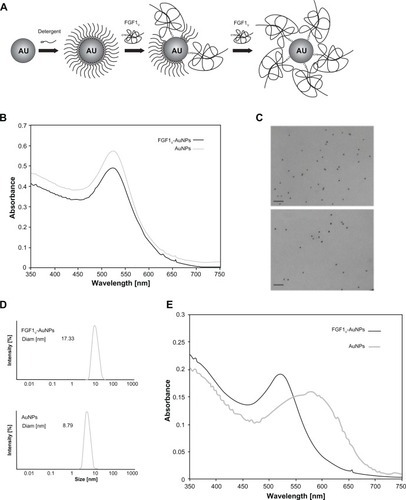 Figure 2 Biophysical characterization of AuNP conjugates. (A) Scheme of the two-step functionalization of AuNPs with FGF1V based on the gradual exchange of detergent molecules for the protein. (B) UV-Vis spectrum of the synthesized gold colloids and FGF1V-coated gold colloids (FGF1V-AuNPs). (C) Transmission electron microscopy image of gold colloid solution and AuNPs coated with FGF1V. Bar equals to 100μm. (D) DLS analysis of AuNPs coated with FGF1V (upper panel) and synthesized unconjugated AuNPs (lower panel). (E) UV-Vis spectra of AuNPs treated with high salt concentration, coated with the FGF1V (FGF1V-AuNPs) and aggregated AuNPs without any coating agent.Note: The observed shift of absorption maximum corresponds to nanoparticle aggregation, as the conjugates coated with FGF1V are a lot more stable.Abbreviations: AuNP, gold nanoparticle; Au, gold; FGF1V, fibroblast growth factor 1 variant; UV-Vis, ultraviolet visible spectroscopy; DLS, dynamic light scattering.