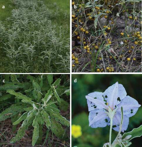 Figure 1. Growth pattern and herbivory in silver-leaf nightshade, Solanum elaeagnifolium. (a) plants before flowering, (b) mature fruits, (c) leaf damage, and (d) flower damage