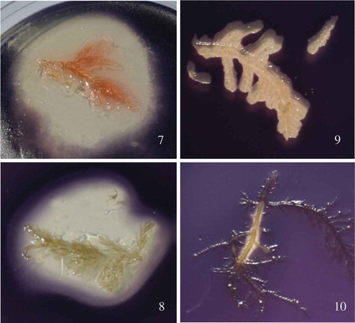Figs 7–10. The red algae Bonnemaisonia hamifera and Bonnemaisonia asparagoides display strong antimicrobial activity against AHL quorum sensing bioreporter strain Chromobacterium violaceum. Algal samples were overlaid with C. violaceum in 0.5% agar prior to incubation. Fig. 7. B. hamifera washed in ddH2O. Fig. 8. B. hamifera pre-washed in 70% ethanol; QSI activity not altered by ethanol wash. Fig. 9. B. asparagoides washed in ddH2O. Fig. 10. B. asparagoides washed in 70% ethanol, exhibiting significant loss of QSI activity which has been extracted by the ethanol wash.