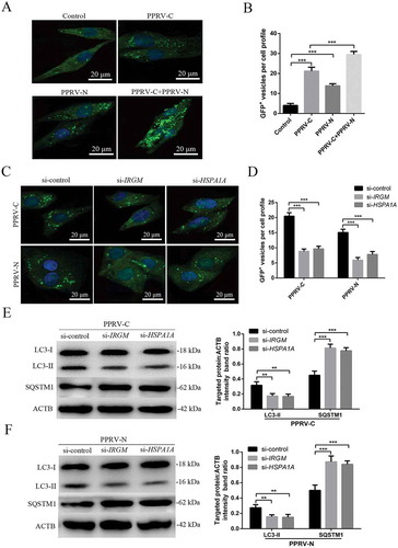 Figure 8. The PPRV-C and PPRV-N proteins modulate autophagy via IRGM and HSPA1A. (A) Overexpression of PPRV-C, PPRV-N or PPRV-C+ PPRV-N modulates autophagosome formation. GFP-LC3 EECs were transfected with a GST-encoding vector (control) or a vector encoding the PPRV-C and/or PPRV-N proteins. Twenty-four h after transfection, the number of autophagic vesicles was determined by confocal immunofluorescence microscopy. Scale bars, 20 μm. (B) The corresponding graph shows the number of GFP+-LC3 vesicles per cell profile among the transfected EECs. (C) PPRV-C and PPRV-N modulate autophagosome formation partly via IRGM-HSPA1A. GFP-LC3 EECs were treated with si-control, si-IRGM or si-HSPA1A 24 h prior to transfection with a vector encoding PPRV-C or PPRV-N. After an additional 24 h, the cells were fixed, and the number of autophagosomes was determined by confocal immunofluorescence microscopy. Scale bars, 20 μm. (D) The corresponding graph shows the number of GFP+-LC3 vesicles per cell profile among the siRNA-pre-treated and transfected EECs. (E and F) EECs were pre-treated and transfected as described in C. Cell samples were analyzed by immunoblotting with anti-LC3, anti-SQSTM1, and anti-ACTB (loading control) antibodies. The target protein levels relative to the ACTB levels in siRNA-pre-treated and transfected EECs were determined by densitometry. The data represent the mean ± SD of three independent experiments. Two-way ANOVA; **P < 0.01; ***P < 0.001.