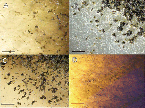 Figure 2. Accumulation of conidial masses on aerial hyphae of Glarea lozoyensis. Strains were grown on YM medium one month at room temperature. A. ATCC 20868=F-160870. B. F-226836. C. F-226838. D. F-239379. Scale bar = 2 mm.