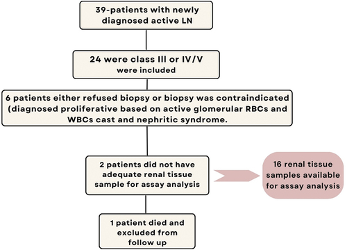 Proliferative lupus nephritis patients included in the study.