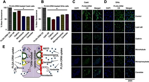 Figure 5 Internalization mechanism of PLGA-ORM nanoparticles in cervical cancer cells. (A) Caski and (B) SiHa cell lines were treated with different endocytosis pathway inhibitors and PLGA-ORM C6 for 1 hr each. Cellular uptake of PLGA-ORM was decreased with multiple inhibitors’ treatment as confirmed by flow cytometer. Results were normalized to PLGA-ORM C6 particles. Error bars show SEM, n=3. *p<0.05. (C) Caski and (D) SiHa confocal images also showing that PLGA-ORM C6 internalized in cells through multiple endocytosis pathways after 1 hr treatment. Experiments were performed in the presence of endocytosis inhibitors. Images were taken at 200×. (E) A schematic showing internalization of PLGA-ORM nanoparticles in cells using endocytosis pathway.Abbreviation: ORM, ormeloxifene.