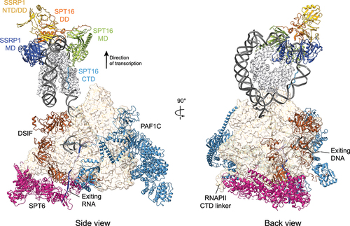 Figure 2. A model of the RNAPII elongation complex engaging a nucleosome bound by FACT. The structure of the human RNAPII elongation complex (RNAPII, PAF1C, DSIF, SPT6; PDB ID: 6TED) [Citation60] was docked on the structure of yeast FACT bound to a nucleosome engaged by RNAPII-Spt4/5 (PDB ID: 7NKY) [Citation59]. The RNA, RNAPII, and DSIF are from PDB ID: 6TED (the ones from PDB ID: 7NKY are hidden). The docking was done on the RNAPII molecules using the MatchMaker tool in ChimeraX [Citation211].