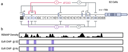 Figure 1. Regulatory elements of the Drosophila InR locus in S2 cell culture. a) a diagram illustrating previously identified enhancers of the InR locus [Citation23] the enhancers marked with an asterisk represent elements with intrinsically substantial activity, independent of dFOXO overexpression or 20E treatment. b) REMAP 2022 Density showing predicted regulatory regions throughout the InR locus [Citation31]. REMAP is a large-scale integrative analysis of transcriptional regulators that catalogues the results of ChIP-seq, ChIP-exo, and DAP-seq. EcR ChIP-seq peaks in S2 and Kc cells from the UCSC Genome Browser (Recreated with Adobe Illustrator).