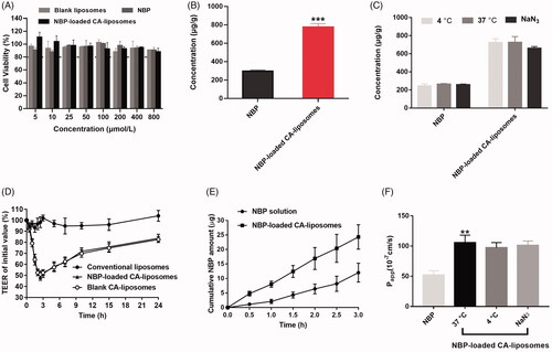 Figure 2. Cytotoxicity, cellular uptake and mechanistic studies. (A) The cytotoxicity of NBP and NBP-loaded CA-liposomes after incubation with Caco-2 cells for 4 h at different concentrations (5–800 µmoL/L), as determined by MTT assays. (B) Cellular uptake of NBP and NBP-loaded CA-liposomes at the drug concentration of 800 µmoL/L. (C) Cellular uptake assay at 4 °C or in the presence of NaN3, compared with that at 37 °C. (D) Effect of liposomes on TEER values of Caco-2 cell monolayers during 24 h incubation. Cumulative amounts (E) and Papp values of NBP (F) across Caco-2 cell monolayers after incubation with different formulations. Data are mean ± SD (n = 3). **p<.01, ***p< .001, compared with NBP solution.