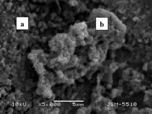 Figure 5. SEM image of the sand biofilter at 455 h: biofilm (a); quarz sand particle (b). Scanning electron microscope JSM-5510 (JEOL, Japan).