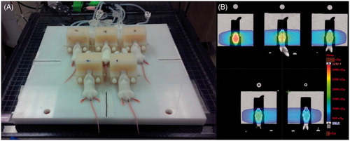 Figure 2. Irradiation setup. Panel A shows five mice in the custom-made holder held under anesthesia prior to irradiation. Each head-holder securely attaches to the baseplate which then attaches to the treatment couch via the lockbar. Panel B shows a corresponding treatment plan overlaid on the simulation CT where each mouse has a distinct prescribed dose of either 1000, 1500, 2000, 2500, or 3000 cGy in a single fraction. The lockbar slightly raises the baseplate on that particular side of the holder which is why the plane in the brain of the mice in the row of 2 is slightly lower than for those in the row of 3.