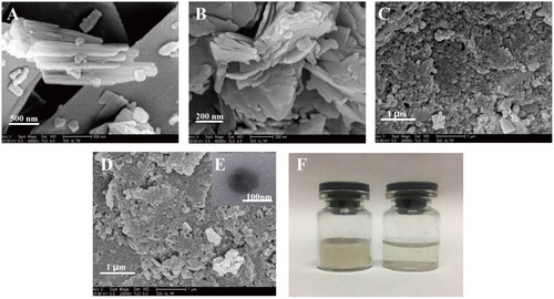 Figure 3 Morphology of samples observed by SEM and TEM: (A) raw RES, (B) HSA, (C) FA-HSANPs, (D) FA-HSA-RESNPs, (E) single NP and (F) photograph of freeze-dried FA-HSA-RESNP powder (left) and aqueous dispersion (right).