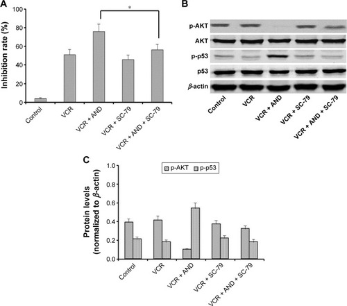 Figure 5 AKT activator modulates apoptotic cell death and protein expression levels induced by VCR plus AND treatment in SK-NEP-1 cells.