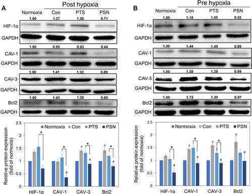 Figure 7 Expression of hypoxia-induced and antiapoptotic proteins post-hypoxia (A) and pre-hypoxia (B). Protein was collected after treatment of HepG2 cells with 40 μM PTS or PSN containing 4 μM PTS. Protein expression was determined by Western blotting. Columns represent mean ± standard deviation (n = 3). P < 0.05: aNormoxia compared with control; $PTS compared with control; #PSN compared with control; *PTS compared with PSN.