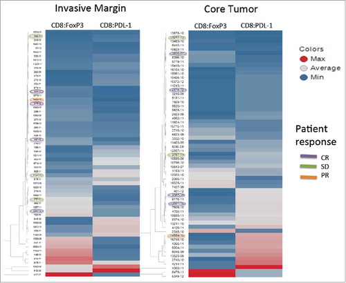 Figure 3. Unsupervised hierarchical clustering. Unsupervised hierarchical clustering of CD8+:FoxP3+ and CD8+:PD-L1+ ratios for the invasive margin (left) and the center of the tumor (right). The color is a continuing spectrum with dark red indicating the maximum ratio and dark blue indicating the lowest ratio. Patient identifiers are shown to the right of each column with patients experiencing either a CR, PR or SD circled with the corresponding color.