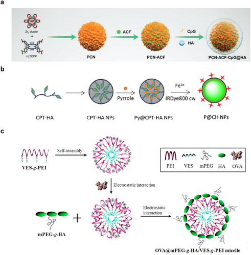 Figure 7. HA as an adjuvant for the development of nanoparticles for immunotherapy. (a) Concept for the preparation of PCN-ACF-CpG@HA nanoparticles to be used as an in situ tumor vaccine by integrating PDT, antihypoxic signaling, and CpG adjuvants. Adapted with permission from Ref.Citation143 Copyright 2019, John Wiley and Sons. (b) Illustration of the formation of CD44 protein targeting P@CH nanoparticles, capable of combined chemo-photothermal therapy. Adapted with permission from Ref.Citation144 Copyright 2019, Elsevier. (c) Schematic illustration of the production of mPEG-g-HA/VES-g-PEI micelle for the targeted delivery of OVA and the triggering of CTL-mediated killing of tumor cells. Adapted with permission from Ref.Citation147 Copyright 2019, Elsevier.