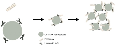 Figure 11 Interaction of protein A with antibodies attached to the nanoparticle surface.Abbreviation: CS-DOX, chitosan-doxorubicin conjugate.