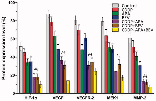 Figure 8. Combination therapy targets the VEGF-induced MAPK/ERK signalling pathway in tumour nodules. Horizontal bars show mean ± SD of cells positive for HIF-1α, VEGF, VEGFR-2, MEK1 and MMP-2. ** p < .01 vs CDDP + APA + BEV; # p < .05 vs CDDP + BEV. APA: apatinib; BEV: bevacizumab; CDDP: cisplatin; HIF-1α: hypoxia-inducible factor-1α; MEK1: MAPK/ERK kinase 1; MMP-2: matrix metalloproteinase 2; n.s: not significant; SD: standard deviation; VEGF: vascular endothelial growth factor; VEGFR-2: vascular endothelial growth factor receptor 2.