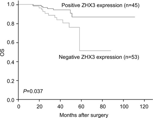 Figure 8 Kaplan–Meier survival curves with univariate analyses (log-rank) according to the expression status of ZHX3 in patients with breast cancer.Note: The OS of patients with ZHX3-positive tumors was significantly higher than that of patients with ZHX3-negative tumors (P=0.037).Abbreviation: OS, overall survival.