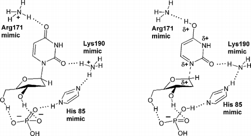 Figure 3 E. coli TP active site model by Rick et al.[Citation22]: left, is initial state; right, is first TS.