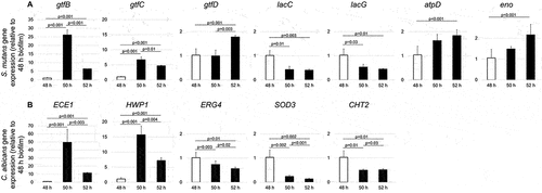 Figure 6. Dynamic expression of S. mutans and C. albicans genes in duo-species biofilms To determine the dynamic transcriptional changes in genes of interest during specific stages of biofilms formation, qRT-PCR was performed for biofilms at 50-h and 52-h. We compared S. mutans and C. albicans gene expression in the duo-species biofilm (S. mutans + C. albicans). Panel A indicated dynamic expression of S. mutans genes, and panel B indicated dynamic expression of C. albicans genes.