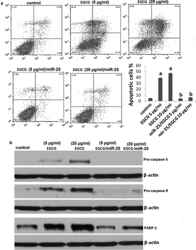 Figure 3. EGCG induces miR-25-dependent MCF-7 cell apoptosis.