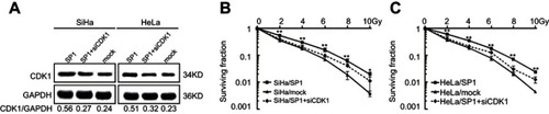 Figure 6 The radioresistant effect of Sp1 is dependent on CDK1. (A) CDK1 expression was silenced in SiHa/Sp1 and HeLa/Sp1 cells using siRNAs followed by treatment with RT. The rescue experiments showed that the increase of surviving fraction in SiHa/SP1 (B), HeLa/SP1 (C) could be suppressed by inhibiting CDK1. *P<0.05; **P<0.01.