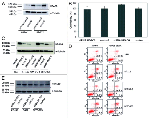 Figure 9. Effect of HDAC6 knockdown by specific siRNA on urothelial cancer cells. (A) The urothelial cancer cell lines 639-V and RT-112 were transfected with a siRNA specific for HDAC6 (siRNA HDAC6) or with a nontargeting control siRNA (control). HDAC6 protein expression was quantified with western blot analysis. α-Tubulin was used as loading control. (B) Effect of HDAC6 knockdown on cell viability was determined after transient transfection by an ATP-dependent assay. (C) Ascertainment of knockdown efficiency in samples used for flow cytometry by western blot analysis. (D) Analysis of apoptosis induction by Annexin V- and propidium iodide-staining and flow cytometry. The percentage of early apoptotic cells in the lower right quadrant Q4 and late apoptotic/necrotic cells in the upper right quadrant Q2 following HDAC6 knock-down are indicated. (E) Exclusion of compensation of HDAC6 knockdown by HDAC10 as assayed by western blot analysis after transfection (HDAC10 67 kDa, α-Tubulin 50 kDa).