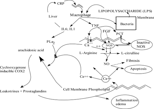 Figure 2 Physiopathology of pyelonephritis.Abbreviations: IL, interleukin; NO, nitric oxide; NOS, NO synthase; PCT, procalcitonin; PLA2, phospholipase A2; CRP, C-reactive protein; FGF, fibroblast growth factor; TNF, tumor necrosis factor.