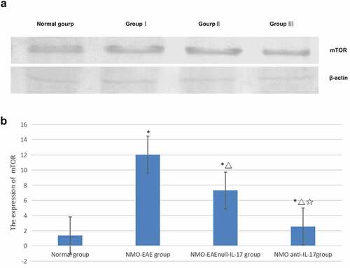 Figure 2. Expression of mTOR protein in each group. (a): Western blot of mTOR protein expression in each group. (b): Statistical difference of mTOR protein expression in each group.