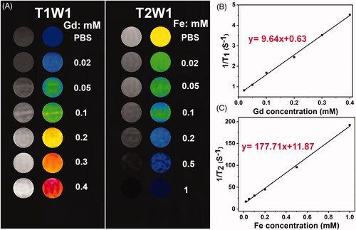 Figure 4. T1 longitudinal and T2 transverse relaxivities: (A) T1 and T2-weighted phantom images of Gd-MFe3O4 NPs using a 3.0 T MR scanner; (B) T1 longitudinal relaxation rate of Gd-MFe3O4 NPs with different concentrations of Gd; (C) T2 transverse relaxation rate of Gd-MFe3O4 NPs with different concentrations of Fe.