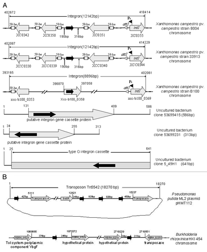 Figure 1 Schematic presentation of the genomic locations/flanking genes of the sRNA-Xcc1 homologues associated with integrons (A) and transposons/plasmids (B). The black arrow represents sRNA-Xcc1 homologue, the gray arrow represents open reading frame (ORF) and the ORF number and/or the predicted coding product was shown inside or under the arrow. The number on the top of a vertical line indicates the genomic position, and the number above a horizontal line indicates the length of the spacer between the sRNA-Xcc1 homologue and the upstream or downstream genes (or genetic element). The corresponding bacterial strains were shown on the right hand side of the figure. The genomic data were obtained from the NCBI nucleotide database.