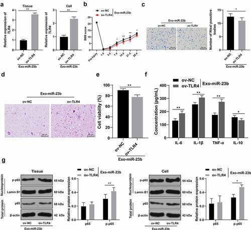 Figure 6. EV-miR-23b inhibits the TLR4/NFκB pathway activation in SCI. (a) RT-qPCR for the expression of TLR4 mRNA in rats and cells in the ov-NC+EVs-miR-23b and ov-TLR4+ EVs-miR-23b groups; (b) Motor recovery of hindlimbs of SCI rats assessed by BBB scoring at before modeling and days 1, 3, 7, 14, 21, and 28 after modeling (N = 12); (c) Nissl staining analysis of the neuronal damage in the spinal cord tissues of each group of rats on days 7 and 28 after modeling and the number of Nissl stained-neurons in the spinal cord; (d) HE staining of the pathological changes in the spinal cord of each group of rats on day 28 after modeling; (e) MTT assay for BV2 cell viability; (f) ELISA for changes in IL-6, IL-1β, TNF-α, and IL-10 protein content in each group; (g) Western blot analysis was used to detect the expression of p65 in spinal cord tissues and cells and p-p65 in nuclei. N = 6. The cell experiment was repeated three times. Data are expressed as mean ± standard deviation, and comparisons in figure A/C/E were analyzed using the t test, and comparisons in figure B/F/G/H were analyzed using one-way ANOVA and Tukey’s multiple comparisons test, *p < 0.05, **p < 0.01