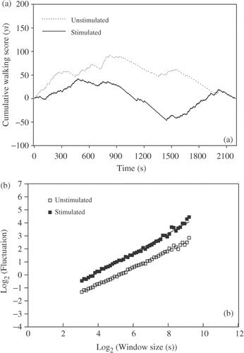 Figure 3. (a) Example of two cumulative walking time series. (b) Detrended Fluctuation Analyses for the same series presented in (a). The series corresponded to the examples of the Unstimulated and Stimulated groups and are characterized by the equations, y = 0·77x – 2·95 (R 2 = 0·99) and y = 0·67x −3·49 (R 2 = 0·99), respectively.