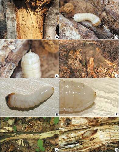 Figure 8. Immature stages, larval feeding galleries and microhabitats of cambio-xylophagous longhorn beetles: (a) Rhamnusium bicolor—characteristic feeding galleries in chestnut necrosis at the contact zone with living tissue; (b) R. bicolor—larva; (c) R. bicolor—characteristic caudal process on ninth tergum; (d) Oxymirus cursor—microhabitat (spruce stump); (e) O. cursor—larva; (f) O. cursor—characteristic stout conical urogomphi on ninth tergum; (g) Grammoptera abdominalis—microhabitat (oak branch with fruiting bodies of Vuilleminia comedens); (h) G. abdominalis—pupa in its characteristic tear-like shaped pupal cell