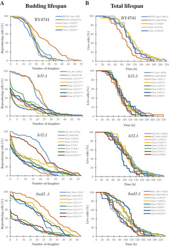 Figure 2. Comparison of the budding lifespan (a) and the total lifespan (b) of the haploid wild-type yeast strain BY4741, isogenic mutant strains lcl1Δ, lcl2Δ and bud1Δ (rho+ and rho°) and clones generates as daughters of an old mother. The values in parentheses are the mean values (for total 80 cells from two independent experiments) of the budding lifespan (a) and the total lifespan (b). Statistical significance was assessed using ANOVA and the Dunnett’s post-hoc test (*<0,01**p < 0.05, ***p < 0.001)