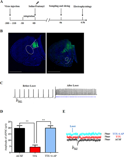 Figure 3 Synaptic linkage analysis between the PL-mPFC and the NAc core. (A) The schematic diagram of the electrophysiological experimental design. (B) The schematic representation of the viral injection site in the PL-mPFC (left) and PL-NAc virus projection (right) (scale bar: 1000 μm). (C) Action potentials were recorded in neurons expressing ChR2-eYFP in the PL-mPFC in current-clamp mode (blue light: 465 nm, 43.7 mW, 5 ms duration) at 5 Hz in order to identify the virus function (blue vertical lines represent light stimulation pulses). (D) The eEPSC was recorded in each group. The eEPSC was completely blocked by TTX (1 μM) and recovered by consequent 4-AP (100 μM) (ACSF vs TTX: P < 0.01; TTX vs TTX + 4-AP: P < 0.01). (E) The typical eEPSC trajectory diagrams of three groups. The colors displayed are as follows: ACSF group in black, TTX group in red, and TTX + 4-AP group in blue. **P < 0.01.