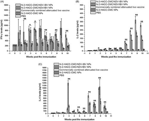 Figure 4. Levels of IFN-γ (A), IL-2 (B), and IL-4 (C) in the supernatant of splenocytes harvested from the SPF chickens nasally immunized with the N-2-HACC-CMC/NDV-IBV NPs, N-2-HACC-CMC/NDV/IBV NPs, commercially combined attenuated live vaccine, N-2-HACC-CMC NPs, and PBS. The levels of IFN-γ, IL-2 and IL-4 in the supernatant were analyzed in an enzyme-linked immunosorbent assay for chicken IFN-γ, IL-2 and IL-4. Values represent mean ± SD (n = 3). *p < .05 and **p < .01 indicate statistically significant differences when compared to commercially combined attenuated live vaccine.