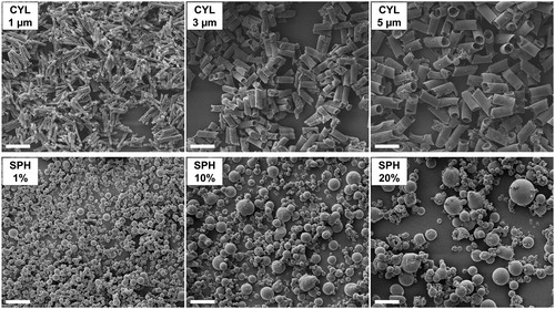 Figure 1. Cylindrical and spherical microparticles visualized by scanning electron microscope. The size of CYL particles depended on the used template membrane. An increasing feed concentration resulted in increased particle diameters for spray-dried particles (SPH). Scale bar represents 10 µm.
