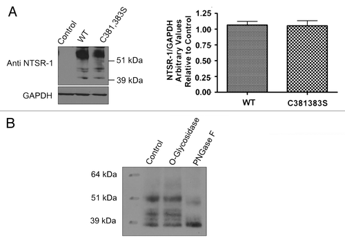 Figure 2 NTSR-1 proteins can be overexpressed and glycosylated in HEK293T cells. (A) HEK293T cells were seeded in 10 cm plates and allowed to attach before transfection with NTSR-1 constructs using lipofectamine 2000. After 48 h, the cells were lysed using RIPA buffer and samples containing equal total protein were analyzed using SDS gel electrophoresis. The blots were probed with anti-NTSR-1 antibody and quantified using Image-J software Representative plots from three separate experiments. (B) Transfected HEK293T cells were lysed using RIPA lysis buffer and NTSR-1 was immunoprecipitated using anti-NTSR-1 antibody. The protein was subjected to PGNaseF or O-type glycosidase and samples were analyzed using SDS-gel electrophoresis. Similar results were obtained when the immunoprecipitation experiment was performed on endogenously expressed NTSR-1 in MDA-MB-231 cells (data not shown); representative blots from three separate experiments.