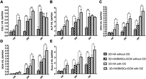 Figure 7 Osteogenic related mRNAs expression of BMSCs seeded on different scaffolds. (A) Col1, (B) ALP, (C) OPN, (D) OCN, (E)Runx-2. *P<0.05; **P<0.01.