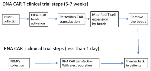 Figure 3. Clinical process of DNA and RNA CAR T. DNA CAR T needs more steps to prepare before transferring back to patients. The whole process takes 5–7 weeks. RNA CAR T preparation is much simpler with electroporation; and expansion step can be skipped to avoid in vitro contamination. The whole process can be done in one day.