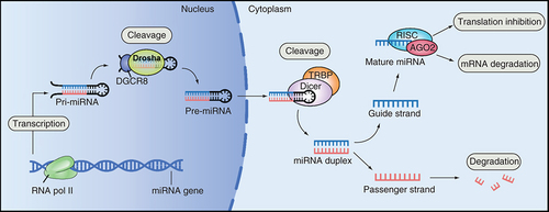 Figure 1. Biogenesis and function of miRNA.