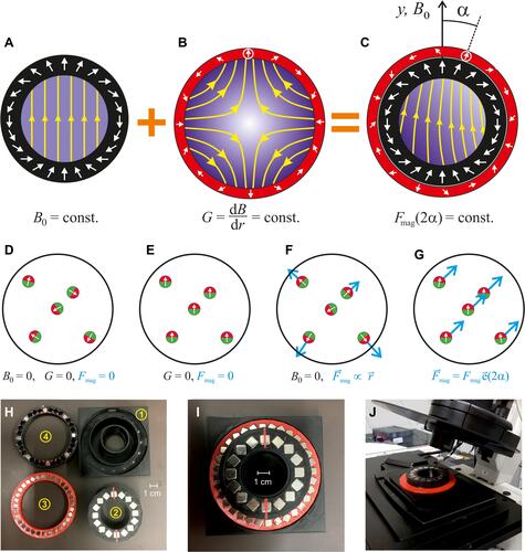 Figure 1 Schematic cross-sections and architecture of a Halbach magnet compatible for microscope systems. (A) An ideal Halbach dipole cylinder (black) providing a homogeneous magnetic field, B0 (magnetic field amplitude is sketched by shades of blue and yellow field lines); (B) An ideal Halbach quadrupole (red) generating a constant radial magnetic field gradient. (C) In a combined Halbach dipole and quadrupole, only the gradient component along B0 is relevant to generate the magnetic force (Fmag), on particles inside the innermost cylinder (Fmag is homogeneous in strength and direction in a distance r from the center if B0 ≫ Gr is fulfilled). The angle of Fmag changes by 2α if the quadrupole is rotated by α relative to the dipole. For details see.Citation22 (D–G) Effect on some magnetic particles in the inner volume. Here it is assumed that the particles have some remnant magnetization, hence they always possess a magnetic moment. (D) In the absence of any magnetic field the particles point in arbitrary directions. (E) In a homogeneous field they align with the field, but in the absence of a gradient there is no force on them. (F) In the gradient field of a quadrupole, the force (blue arrows) is radial, ie, zero in the centre and increasing with the distance from it. (G) the combination of homogeneous and gradient field results in a constant force in one direction. (H–J) Magnetic guiding system for microscopes. (H) Disassembled system: 1) Support to fit microscope stages using different adaptors. 2) Halbach dipole generating B0= 0.097 T. Red line indicates poles. 3) Halbach quadrupole completely filled with magnets, producing G = 1.3 T/m. 4) Weaker quadrupole with only every forth magnet present, producing G = 0.33 T/m. (I) Assembled system with a weight of 273 g. (J) System mounted on a Leica TCS SP5 confocal microscope.