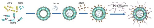 Figure 1 Schematic representation for preparation of RGD-DXRL-PEG.Notes: The preformed liposomes were prepared by thin film hydration and polycarbonate membrane extrusion. Doxorubicin was loaded using a transmembrane ammonium sulfate gradient. cRGD was then covalently coupled to the liposomal surface via a chemical reaction between a thiol and maleimide group, followed by incubation with an aqueous micellar solution of DSPE-PEG2000.Abbreviations: HSPC, hydrogenated soybean phosphatidylcholine; CHOL, cholesterol; MBPE, maleimidobenzoylphosphatidylethanolamine; DSPE-PEG2000, N-(carbonyl-methoxypolyethylene glycol 2000)-1, 2-distearoyl-sn-glycero-3-phosphoethanolamine sodium salt; DRUG, doxorubicin; DXRL-PEG, DXR-loaded PEGylated liposomes; RGD-DXRL-PEG, cRGD-modified DXRL-PEG.