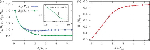 Figure 1. (a) Total () and in-plane () gyration radius of the ring polymer with N=250 monomers as a function of slit width d. Inset: a log–log plot of stressing its scaling behaviour accounted for de Gennes' blob theory. (b) Out-of-plane radius of gyration, , in dependence on d.