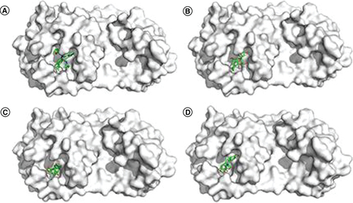 Figure 3. The docking poses of compounds (A) ML188, (B) Cleomiscosin C, (C) (+)-Norchelidonine and (D) Turkiyenine and within SARS-CoV-2 3CLpro (7LOD) and hydrophobicity surface of 3CLpro active site with these ligands.