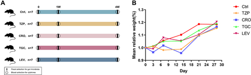 Figure 1 (A) Scheme of the research design. A total of five groups of 8-week-old male BALB/c mice (n = 35) were continuously treated with piperacillin-tazobactam (TZP, n=7), ceftriaxone (CRO, n=7), tigecycline (TGC, n=7), levofloxacin (LEV, n=7) or normal saline (Ctrl, n=7), respectively, for up to 4 weeks. The fecal samples and serum before (0W) and after treatment for 1 and 4 weeks were used for 16S rRNA gene sequencing. Blood was before (0W) and after treatment for 1 and 4 weeks for the determination of serum cytokines. (B) Effect of antibiotic treatment on mouse growth performance. Time curve of body weight ratio changes at different time points. 0: before treatment. 3, 7, 14, 21 and 28: 3 7, 14, 21 and 28 days after treatment.