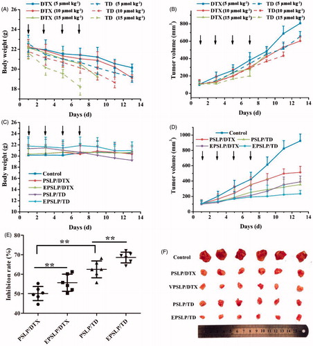 Figure 3. In vivo antitumor efficacy of different formulations against MCF-7 tumor-bearing mice (n = 6). Tumor volume changes (A) and body weight variation (B) of the tumor-bearing mice with different DTX and TD dosage. Body weight (C) and tumor volume changes (D) of the mice when they were intravenously injected PSLP/DTX, PSLP/TD, EPSLP/DTX and EPSLP/TD with the TD or DTX concentration was 5 μmol kg-1. At the end of the trial, tumor tissues were isolated and inhibition rate (E) was calculated. Meanwhile, tumor images (F) of different liposomal formulations were photographed. Note: *p < .05, **p < .01.