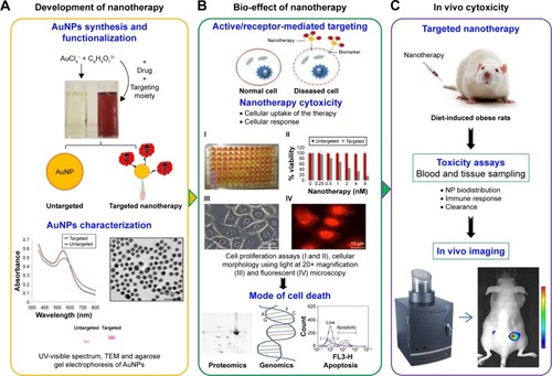 Figure 3 Initial steps in the development and assessment of targeted nanotherapy in obesity.Notes: Preclinical phase in nanotherapy development involves synthesis, functionalization, and characterization of NP conjugates (A). The efficacy and toxicity of the nanotherapy is tested first in vitro using molecular techniques (B) followed by in vivo models of the disease (C).Abbreviations: NP, nanoparticle; AuNPs, gold nanoparticles; TEM, transmission electron microscopy.