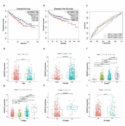 Figure 3. ADAM12 expression correlates with the prognosis and clinicopathologic characteristics of ccRCC patients.